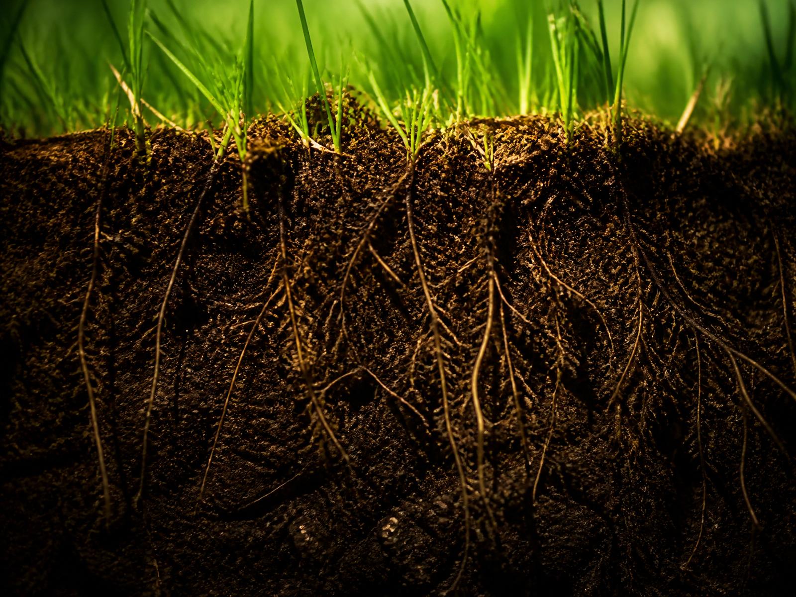 Discover What Is Happening Beneath Your Turf